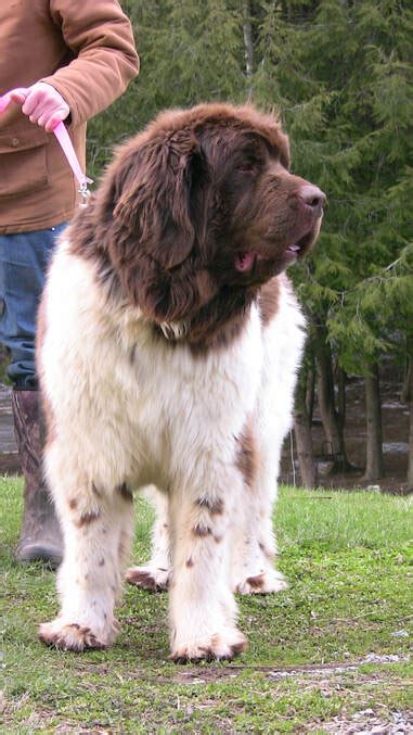 What Colors Are Newfoundland Dogs