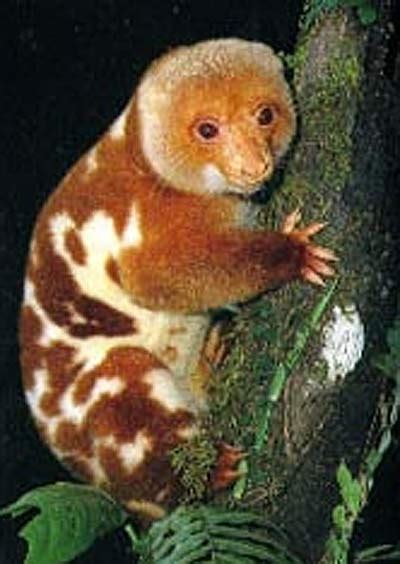 Fun, Factual, Weird, and Breathtaking: Meet Cuscus The Rarely Seen ...