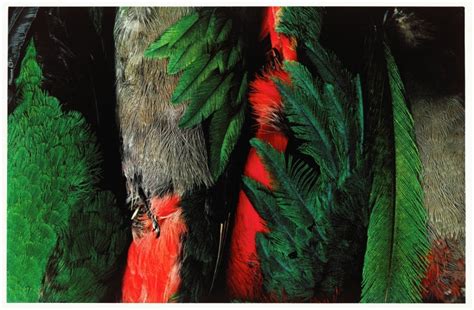 Quetzal Bird Feathers | National Gallery of Canada