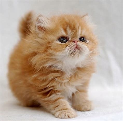 Top 10 Cutest Cat Breeds That Will Make You Smile – Easyday