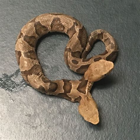 A Rare Two-Headed Baby Copperhead Snake Was Discovered in Virginia