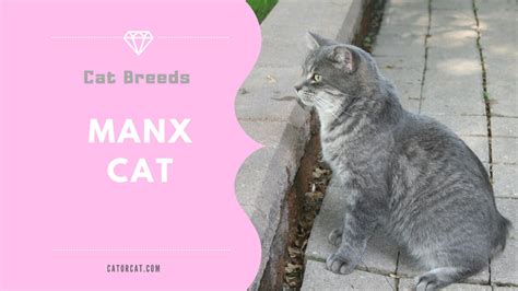 Manx Cat Breed - Facts, Origin, History and Personality Traits