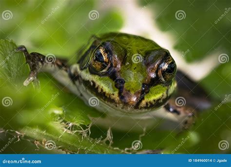 Green frog front view stock photo. Image of frog, head - 184960014