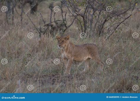 A young lion on the hunt stock image. Image of game, adventure - 66850095