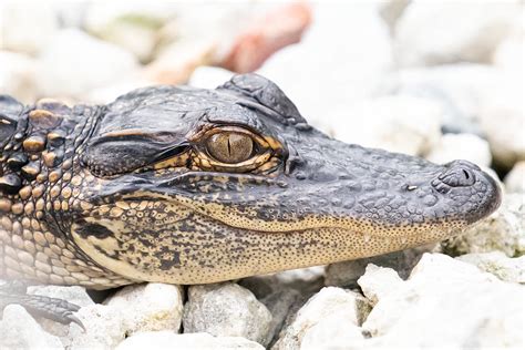 Baby Gator Photograph by Rebecca OBrien - Fine Art America