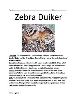 Zebra Duiker - Informational Article antelope facts questions vocabulary