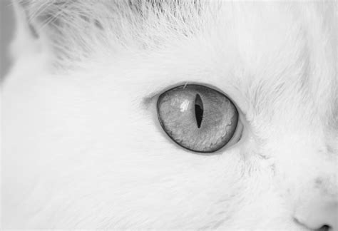 1366x768 wallpaper | gray scale photo of cat eye | Peakpx
