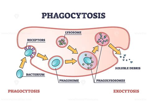 Phagocytosis as cellular ingesting and eliminating process outline diagram | Diagram, Outline ...