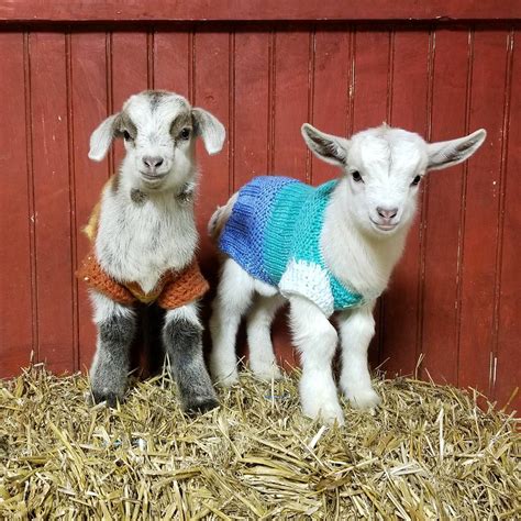 These Baby Goats In Sweaters Will Brighten Your Day! - KnitHacker