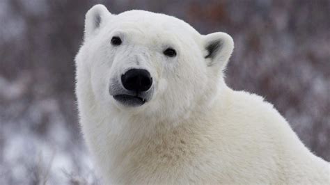 Comment se porte l’ours polaire au Canada? – Regard sur l'Arctique