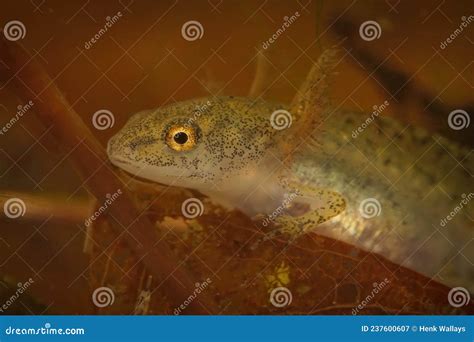 Closeup on an Aquatic Larvae Alpine Newt , Ichthyosaura Alpestris with ...