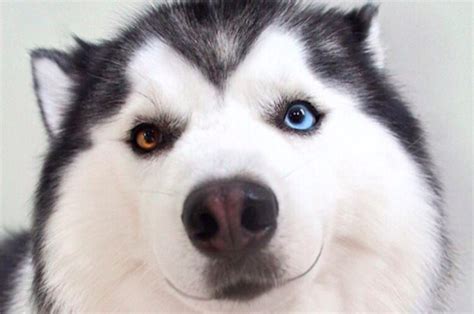 This Smiling Siberian Husky Will Put An End To All Your Woes