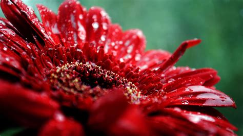 Red Flowers wallpaper | 1920x1080 | #66628