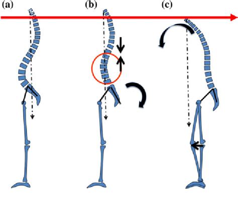 [PDF] Equilibrium of the human body and the gravity line: the basics ...