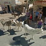 Burros in Oatman in Oatman, AZ (Google Maps)