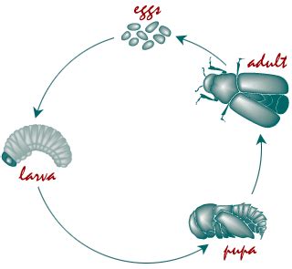 Life Cycle and Biology