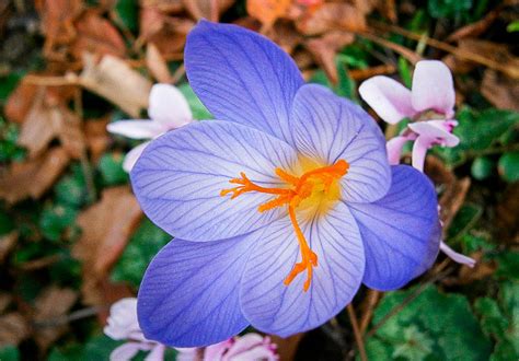 10 of Russia's most beautiful and rarest flowers - Russia Beyond