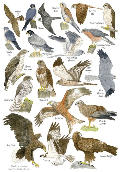 British Birds of Prey Identification A5 Card Postcard, Art Print