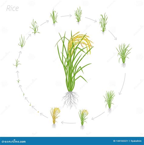 Circular Life Cycle Of Rye Grain. Growth Stages Of Rye Plant. Cereal Increase Phases. Vector ...