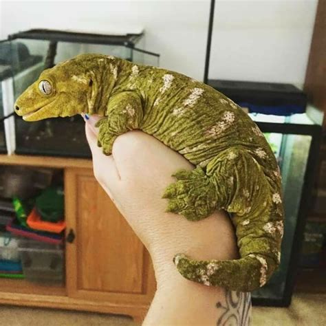 ∘˚˳°@*sweet.lili･ﾟ | Cute reptiles, Reptiles pet, Cute animals