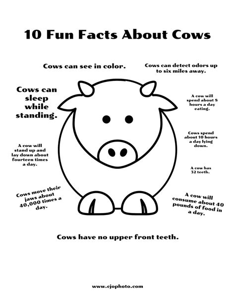 CJO Photo: Fun Facts Coloring Page: Cows