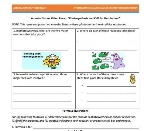 Amoeba Sisters Body Systems Worksheet