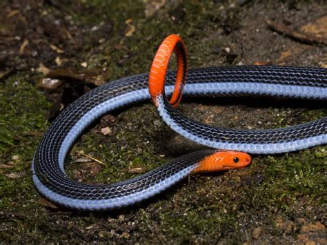 🔥 Malaysian blue coral snake 🔥 : r/NatureIsFuckingLit