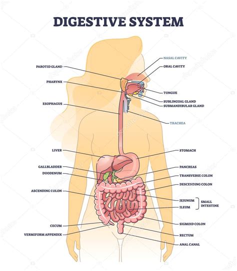 Digestive system medical body structure description outline diagram. Labeled educational ...