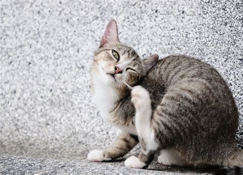 Scabies in Cats | PetMD