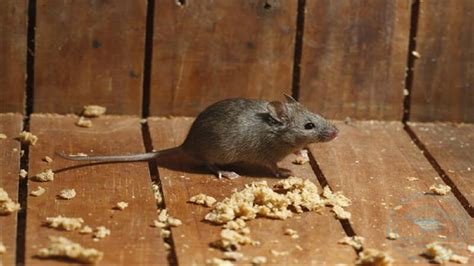 Everything You Need to Know About House Mice | ATPMS