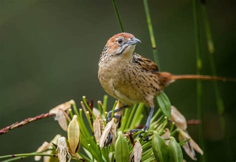 27 Stunning Birds in Cape Town | Wander Cape Town