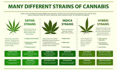 Cannabis Plant Overview | Think About Cannabis