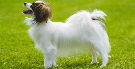 Papillon Breed Guide (Lifespan, Size & Characteristics)