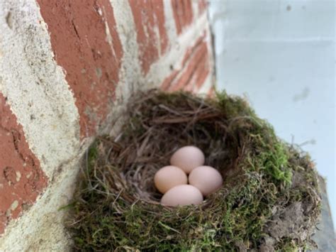 NestWatch | Eastern Phoebe Nest - NestWatch