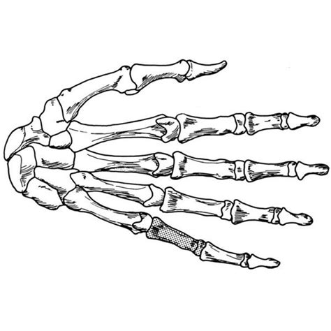 Coloring page hand skeleton | Skeleton hand tattoo, How to draw hands, Skeleton hands drawing