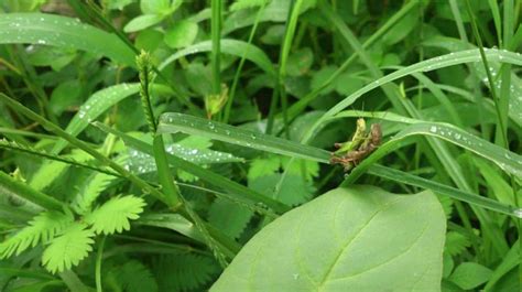 Control Garden Pests the Organic Way - A Complete Guide