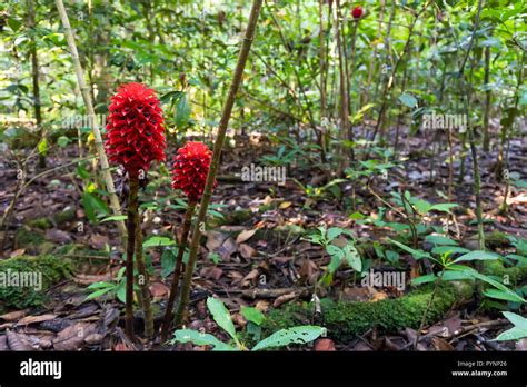 Wild Zingiberales flowers (ginger and curcuma family) in Aru islands jungle, Papua, Maluku ...