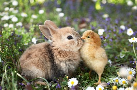 Best friends bunny rabbit and chick are kissing – Roy Connection