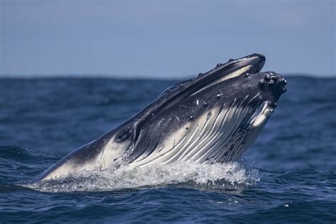 Marine Research Dives Into How Giant Baleen Whales Filter Tiny Organisms | CSUF News