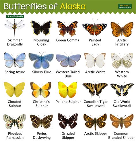 Types of Butterflies in Alaska