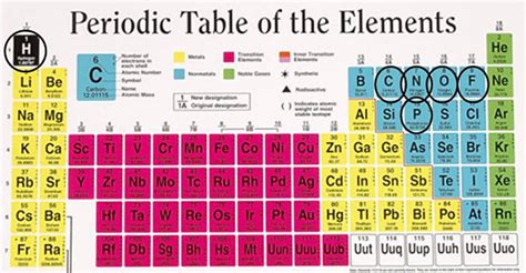 Nitrogen On Periodic Table Carbon, nitrogen, oxygen,