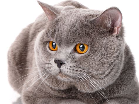 Your Cat's Eyes and Vision [The Complete Guide] - TheCatSite