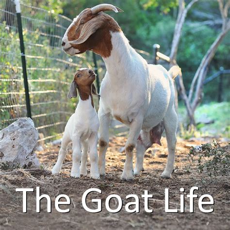 The Goat Life Podcast | Listen Free on Castbox.