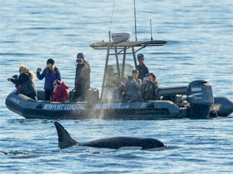 What to Know About Newport Oregon Whale Watching