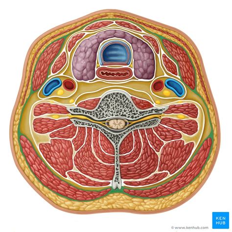 Neck Anatomy Cross Section | My XXX Hot Girl