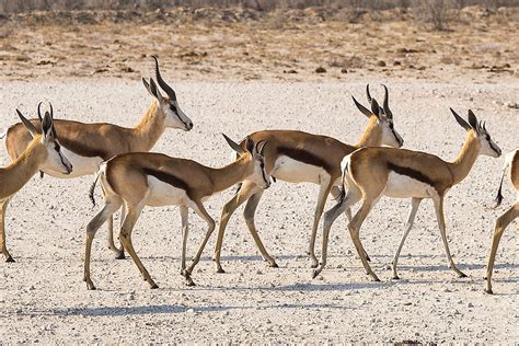 Animals of Namibia - Gallery 1