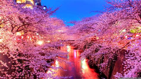 Japanese Cherry Blossom Tree At Night