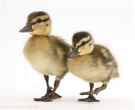 Mallard ducklings photo - WP27542