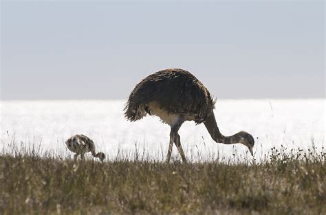 The Birds of the Andes - WorldAtlas