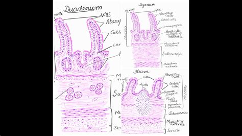 Duodenum Jejunum And Ileum Histology Diagrams Youtube | Hot Sex Picture